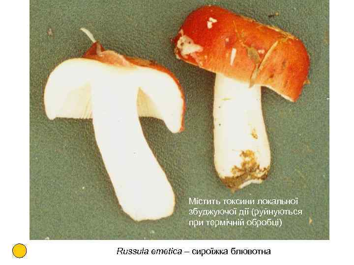 Містить токсини локальної збуджуючої дії (руйнуються при термічній обробці) Russula emetica – сироїжка блювотна