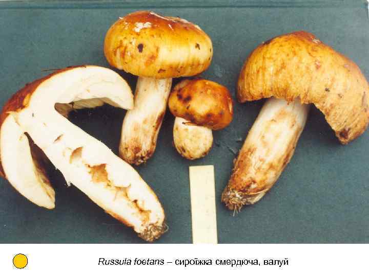 Russula foetans – сироїжка смердюча, валуй 