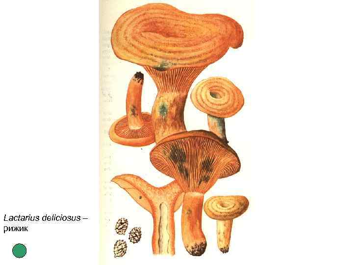 Lactarius deliciosus – рижик 