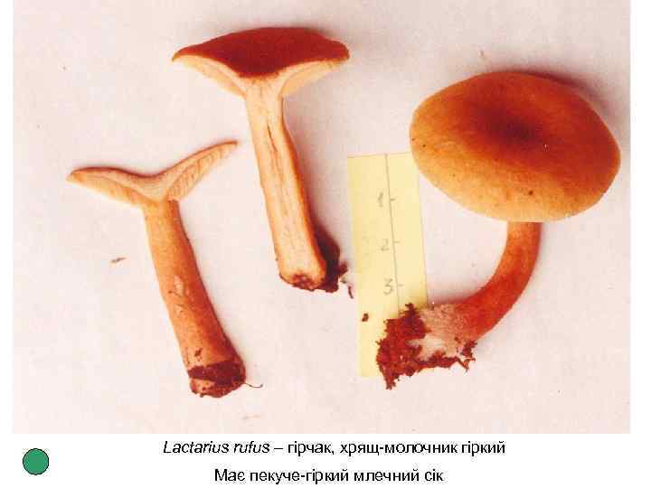 Lactarius rufus – гірчак, хрящ-молочник гіркий Має пекуче-гіркий млечний сік 