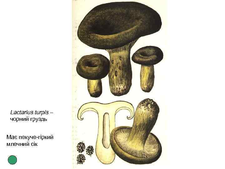 Lactarius turpis – чорний груздь Має пекуче-гіркий млечний сік 