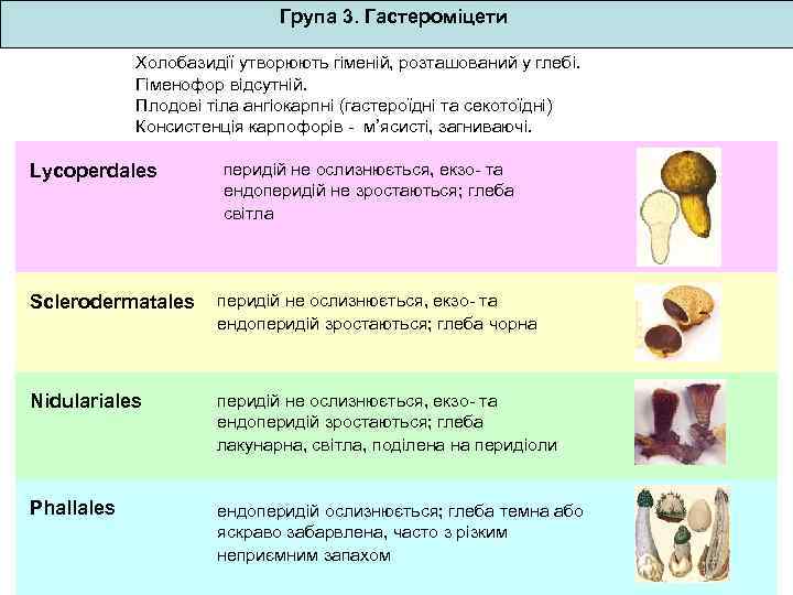 Група 3. Гастероміцети Холобазидії утворюють гіменій, розташований у глебі. Гіменофор відсутній. Плодові тіла ангіокарпні