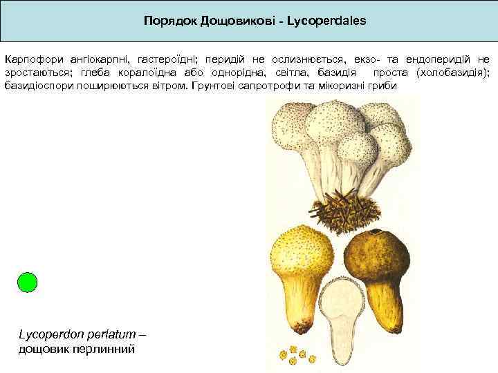 Порядок Дощовикові - Lycoperdales Карпофори ангіокарпні, гастероїдні; перидій не ослизнюється, екзо- та ендоперидій не