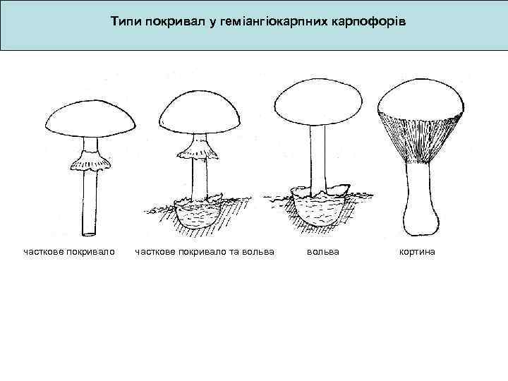 Типи покривал у геміангіокарпних карпофорів часткове покривало та вольва кортина 