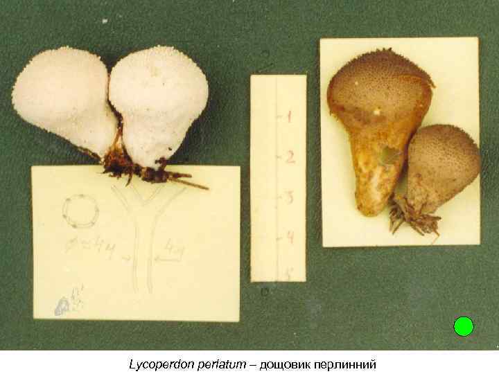 Lycoperdon perlatum – дощовик перлинний 