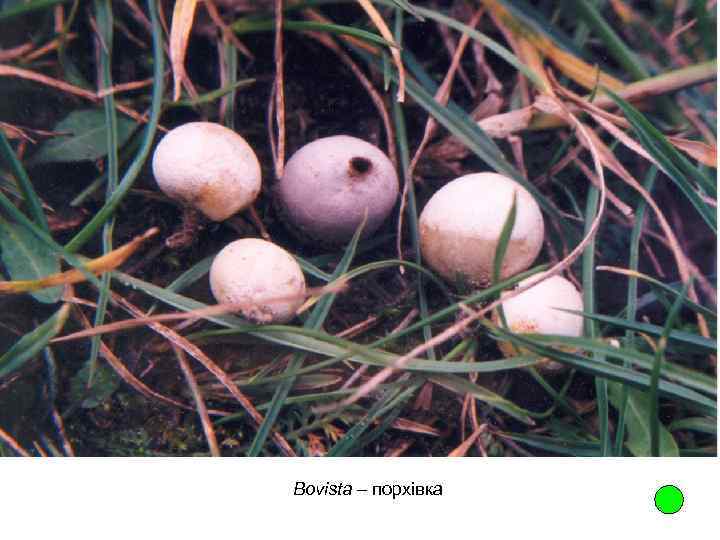 Bovista – порхівка 