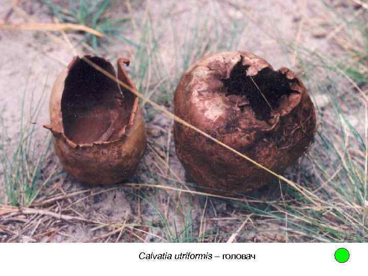 Calvatia utriformis – головач 