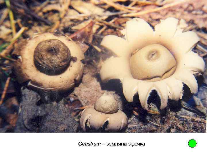 Geastrum – земляна зірочка 