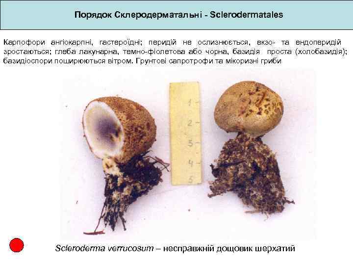 Порядок Склеродерматальні - Sclerodermatales Карпофори ангіокарпні, гастероїдні; перидій не ослизнюється, екзо- та ендоперидій зростаються;
