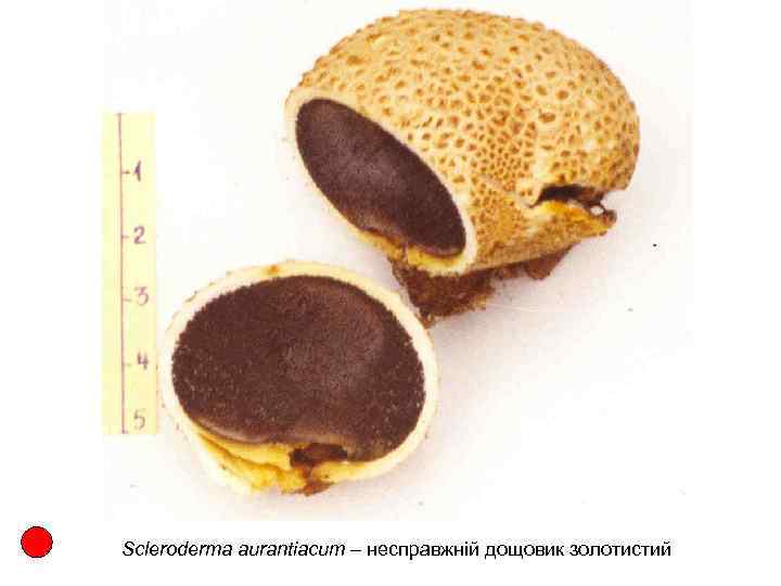 Scleroderma aurantiacum – несправжній дощовик золотистий 