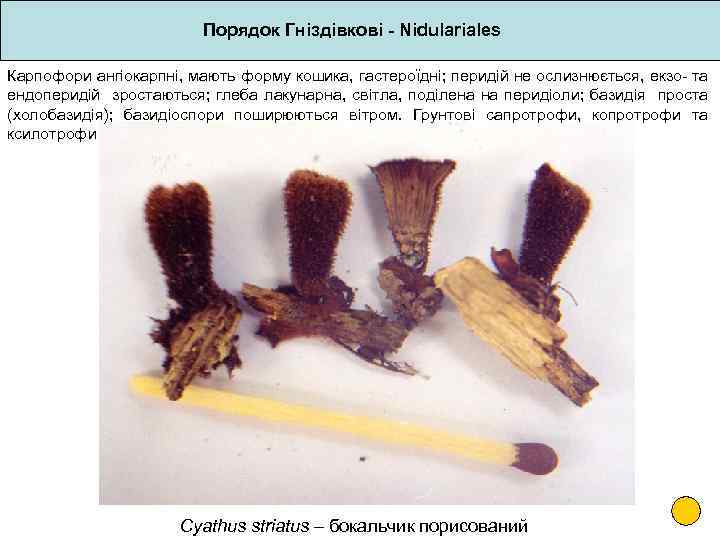 Порядок Гніздівкові - Nidulariales Карпофори ангіокарпні, мають форму кошика, гастероїдні; перидій не ослизнюється, екзо-