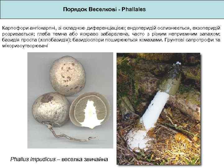 Порядок Веселкові - Phallales Карпофори ангіокарпні, зі складною диференціацією; ендоперидій ослизнюється, екзоперидій розривається; глеба