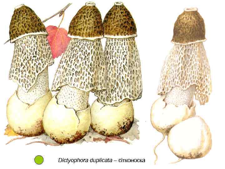 Dictyophora duplicata – сітконоска 