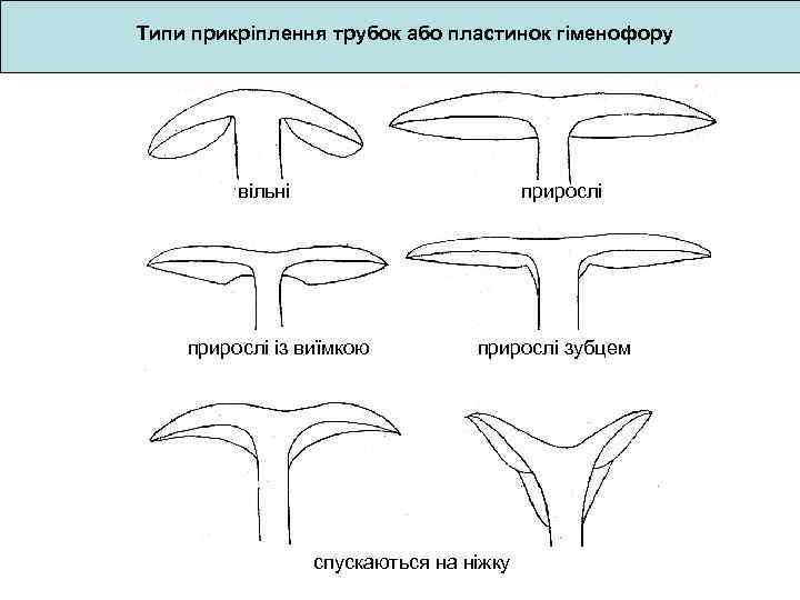 Типи прикріплення трубок або пластинок гіменофору вільні прирослі із виїмкою прирослі зубцем спускаються на