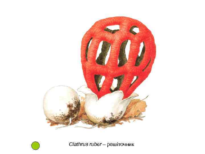 Clathrus ruber – решіточник 