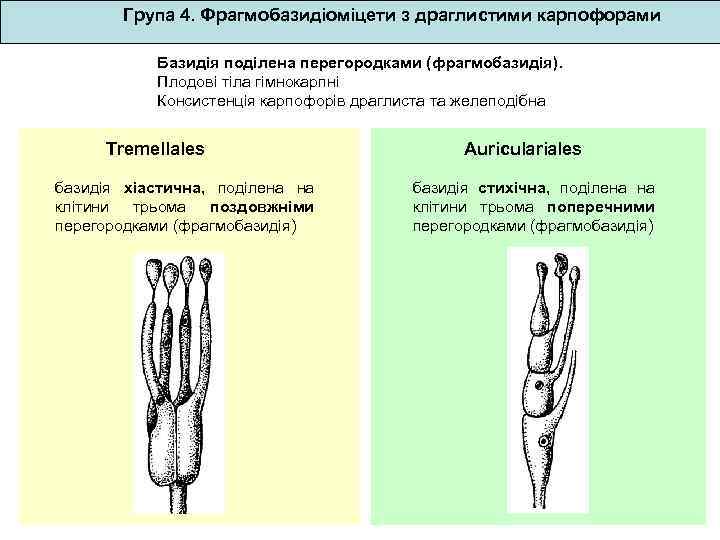 Група 4. Фрагмобазидіоміцети з драглистими карпофорами Базидія поділена перегородками (фрагмобазидія). Плодові тіла гімнокарпні Консистенція