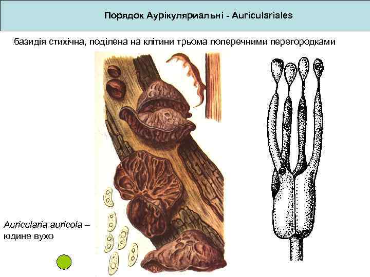 Порядок Аурікуляриальні - Auriculariales базидія стихічна, поділена на клітини трьома поперечними перегородками Auricularia auricola