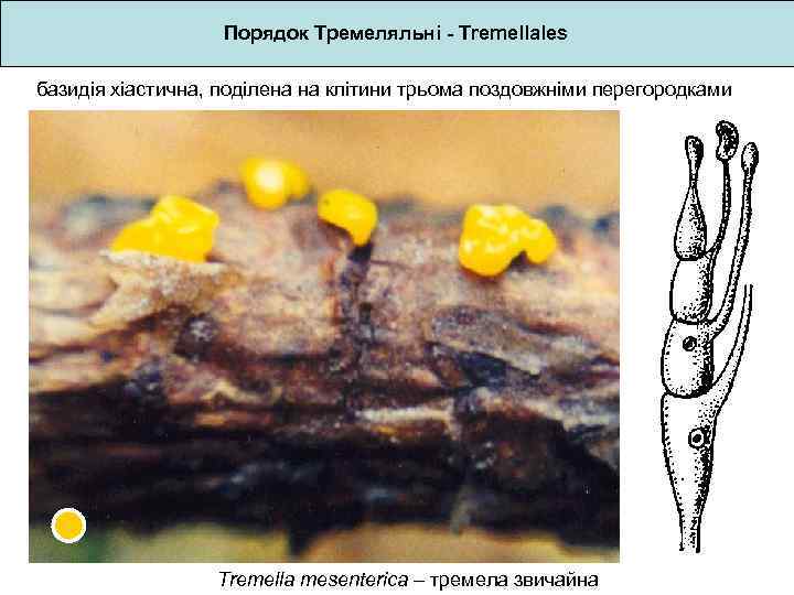 Порядок Тремеляльні - Tremellales базидія хіастична, поділена на клітини трьома поздовжніми перегородками Tremella mesenterica