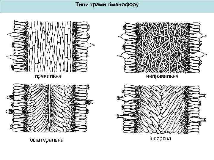 Типи трами гіменофору правильна білатеральна неправильна інверсна 
