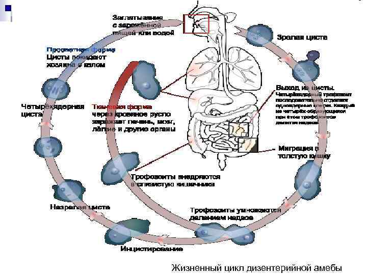 Жизненный цикл дизентерийной амебы рисунок