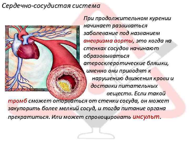 Сердечно-сосудистая система При продолжительном курении начинает развиваться заболевание под названием аневризма аорты, это когда