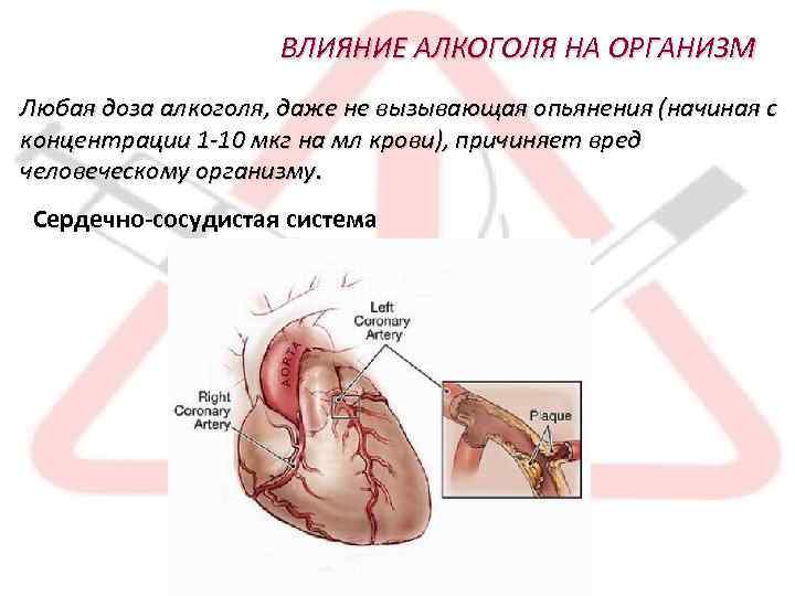 ВЛИЯНИЕ АЛКОГОЛЯ НА ОРГАНИЗМ Любая доза алкоголя, даже не вызывающая опьянения (начиная с концентрации