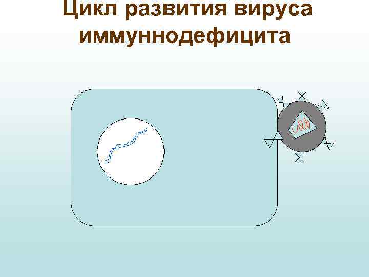Цикл развития вируса иммуннодефицита 