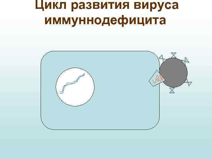 Цикл развития вируса иммуннодефицита 
