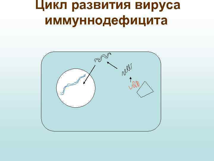Цикл развития вируса иммуннодефицита 