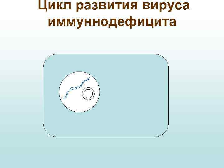 Цикл развития вируса иммуннодефицита 