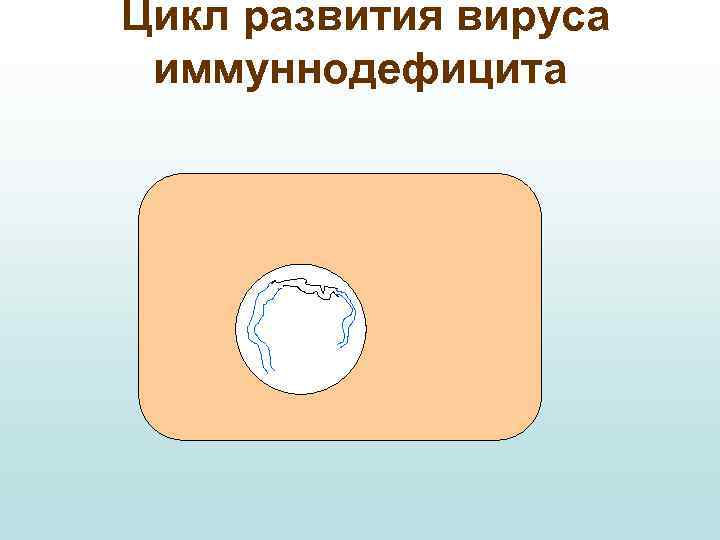 Цикл развития вируса иммуннодефицита 