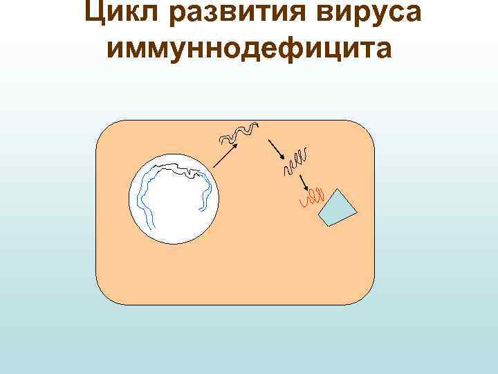 Цикл развития вируса иммуннодефицита 