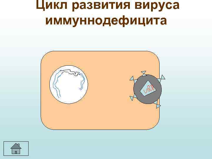 Цикл развития вируса иммуннодефицита 