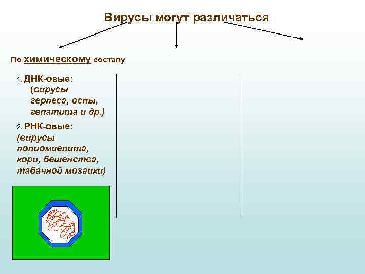 Вирусы могут различаться По химическому составу 1. ДНК-овые: (вирусы герпеса, оспы, гепатита и др.
