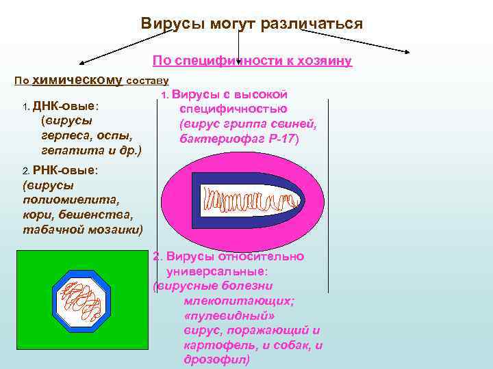 Вирусы могут различаться По специфичности к хозяину По химическому составу 1. ДНК-овые: (вирусы герпеса,