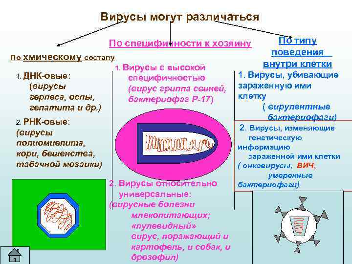 Вирусы могут различаться По специфичности к хозяину По хмическому составу 1. ДНК-овые: (вирусы герпеса,