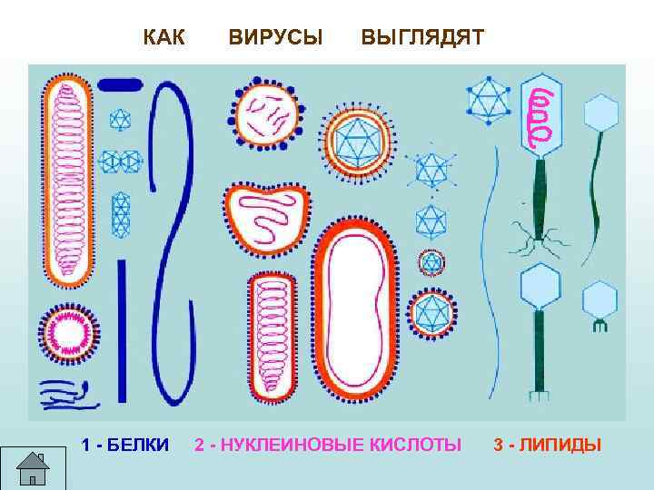 КАК 1 - БЕЛКИ ВИРУСЫ ВЫГЛЯДЯТ 2 - НУКЛЕИНОВЫЕ КИСЛОТЫ 3 - ЛИПИДЫ 