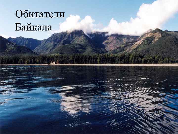 Обитатели Байкала 