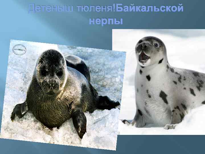 Детеныш тюленя Байкальской нерпы 
