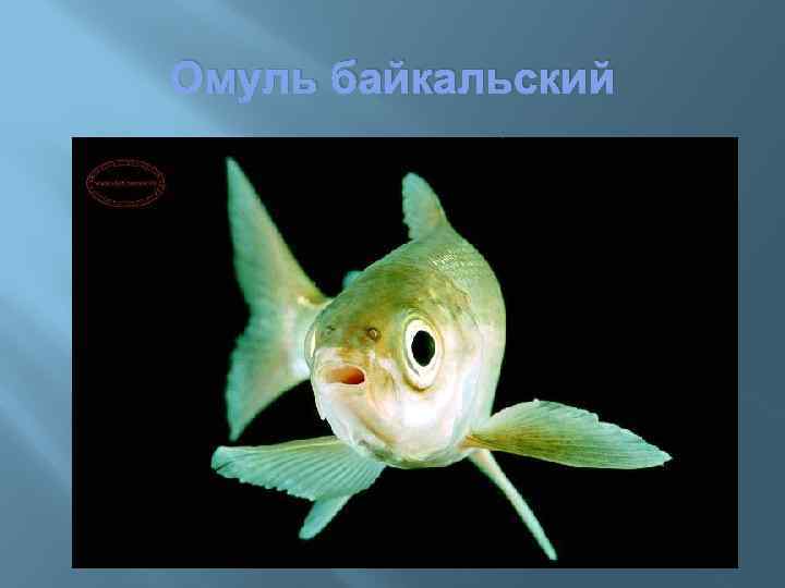 Омуль байкальский 