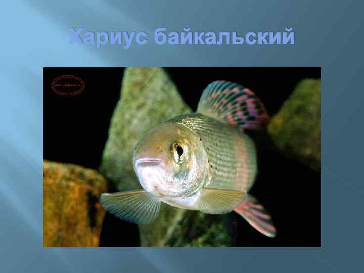 Хариус байкальский 