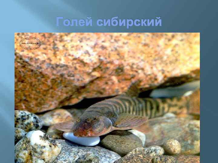 Голей сибирский 