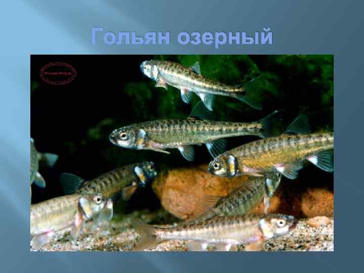 Гольян озерный 