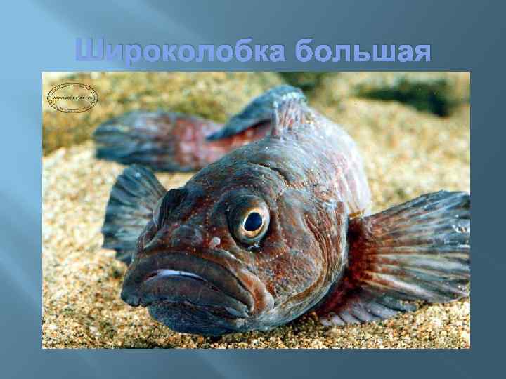 Широколобка большая 