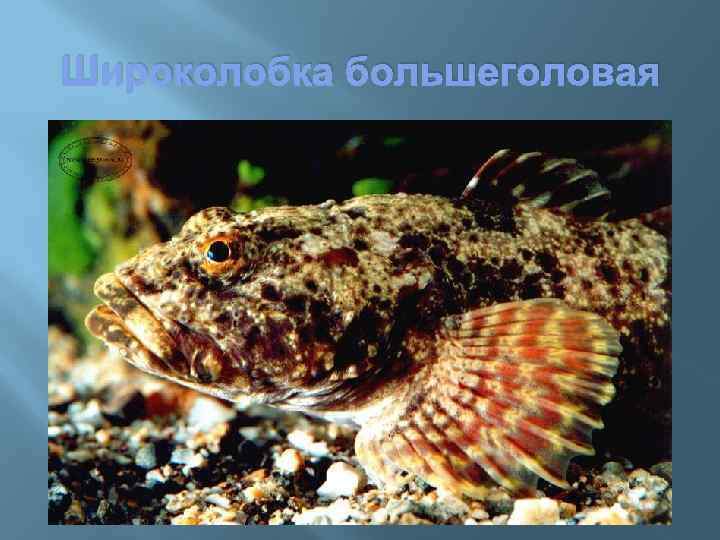 Широколобка большеголовая 