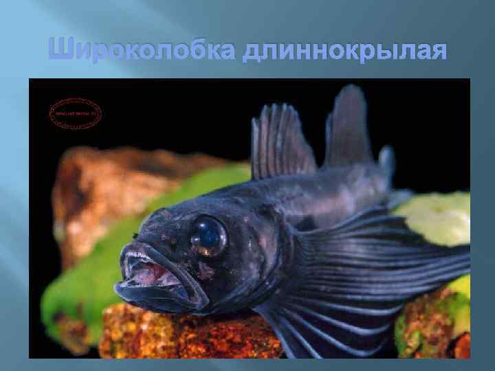 Широколобка длиннокрылая 