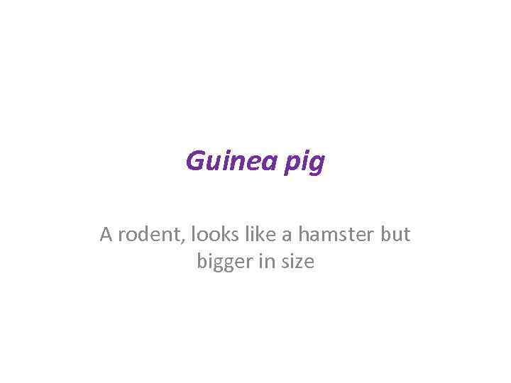 Guinea pig A rodent, looks like a hamster but bigger in size 