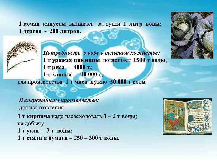 1 кочан капусты выпивает за сутки 1 литр воды; 1 дерево - 200 литров.