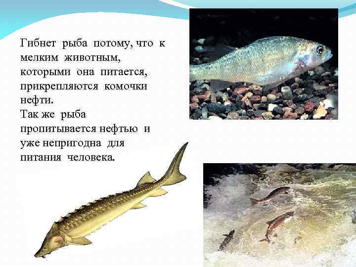 Гибнет рыба потому, что к мелким животным, которыми она питается, прикрепляются комочки нефти. Так