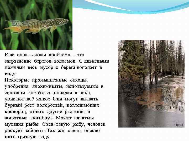 Ещё одна важная проблема - это загрязнение берегов водоемов. С ливневыми дождями весь мусор
